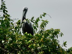 Ausflug Nationalpark  Baum mit Pelikan in der Bucht des Nationalpark Los Hitises (DOM).
